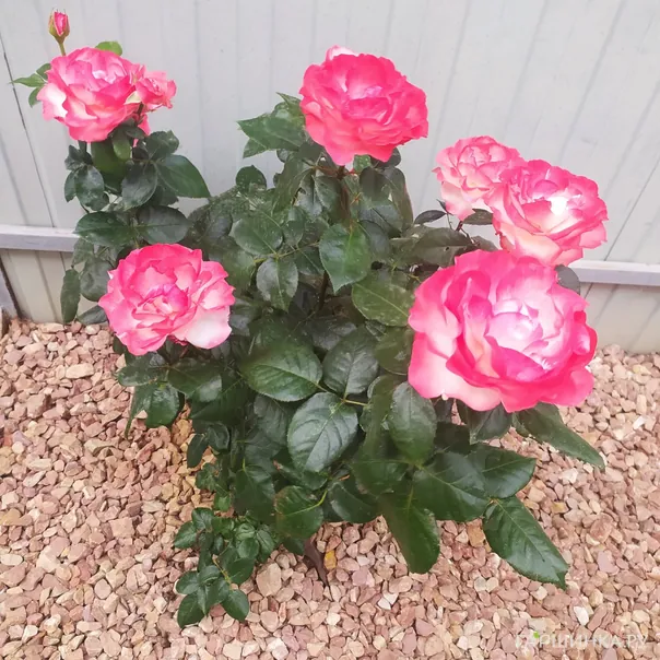 превью изображения отзыва