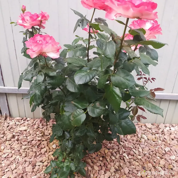 превью изображения отзыва