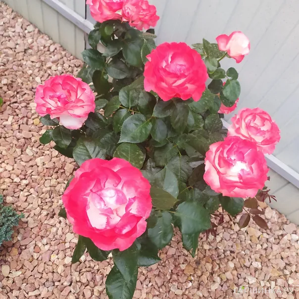 превью изображения отзыва