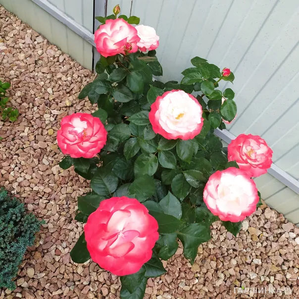 превью изображения отзыва