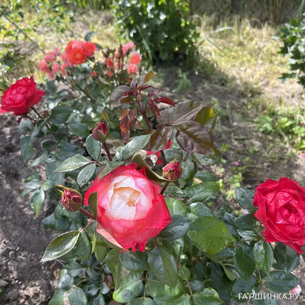 превью изображения отзыва