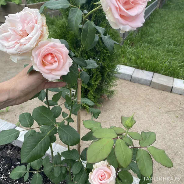 превью изображения отзыва