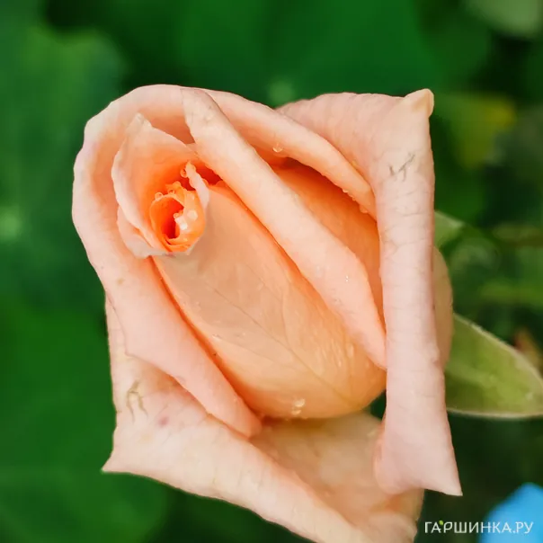 превью изображения отзыва