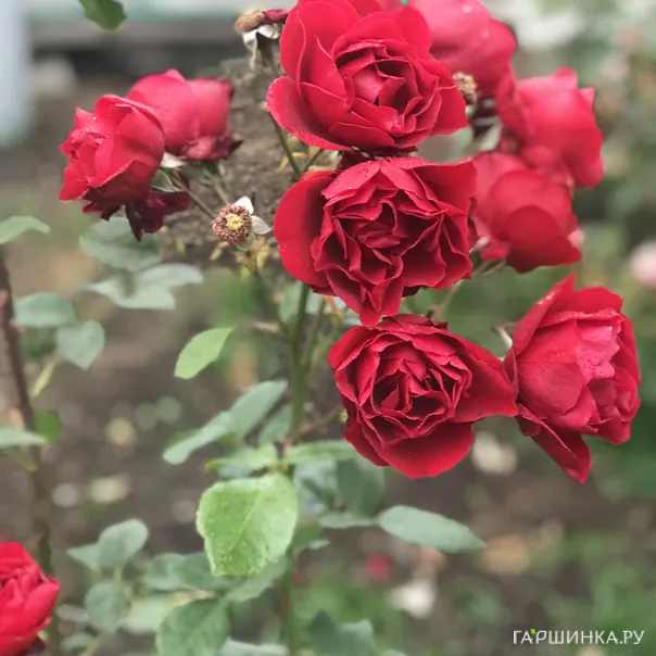 превью изображения отзыва