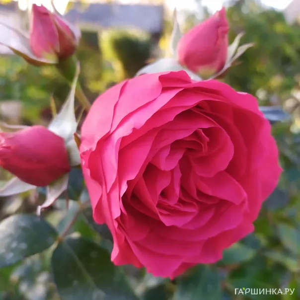 превью изображения отзыва