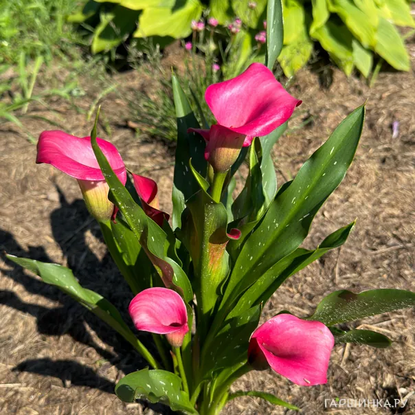 превью изображения отзыва