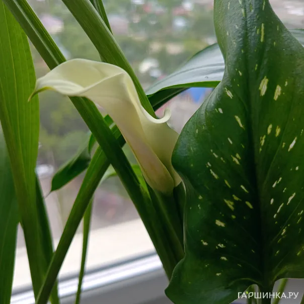 превью изображения отзыва