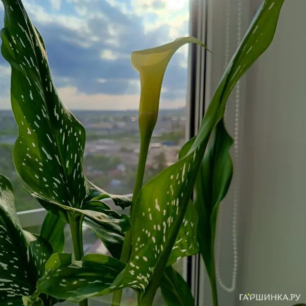 превью изображения отзыва