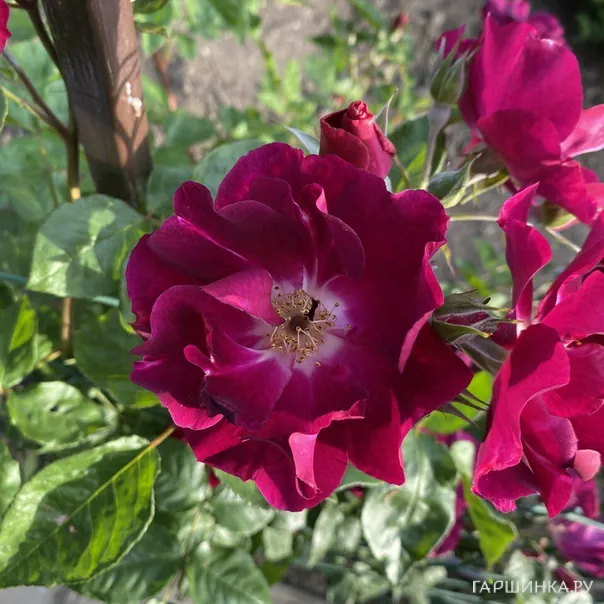 превью изображения отзыва