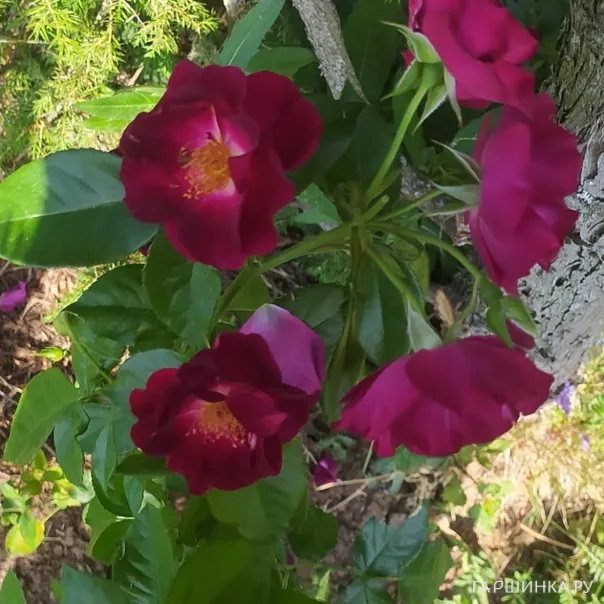 превью изображения отзыва