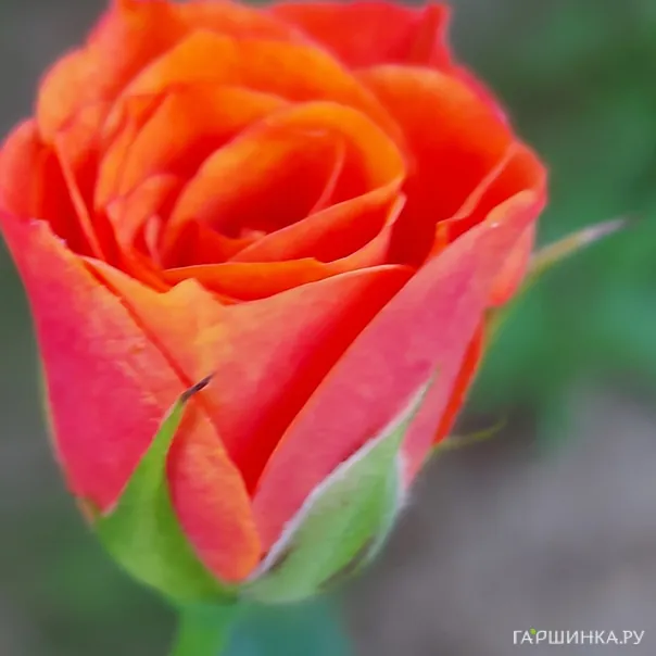 превью изображения отзыва