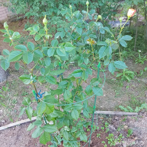 превью изображения отзыва