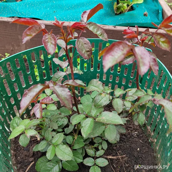 превью изображения отзыва