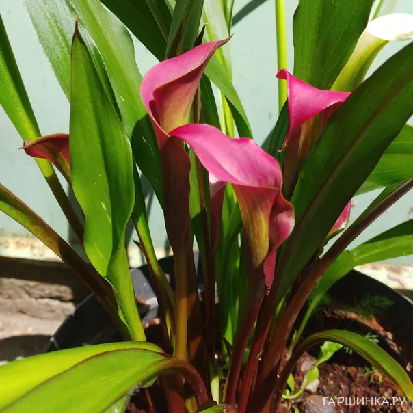 превью изображения отзыва