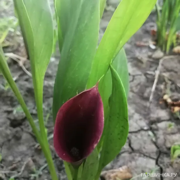 превью изображения отзыва