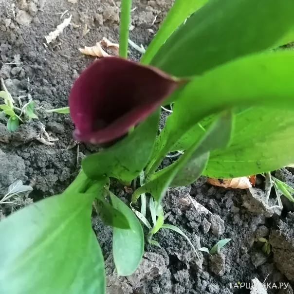 превью изображения отзыва