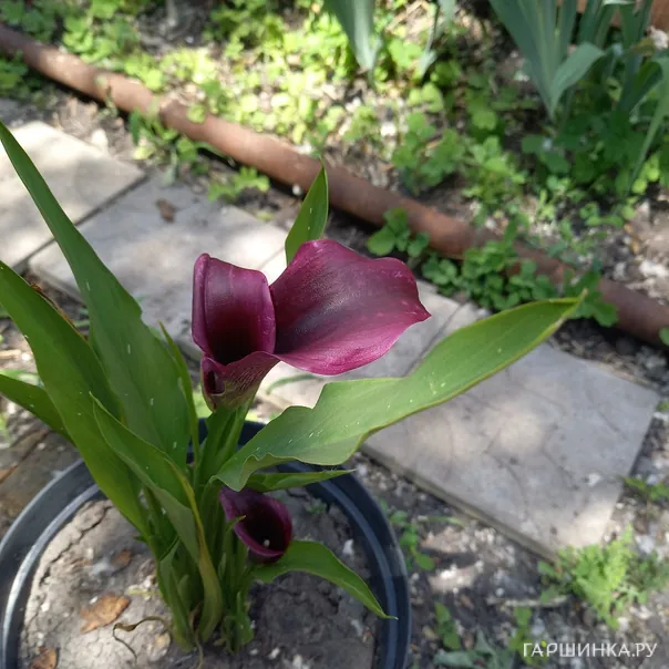 превью изображения отзыва