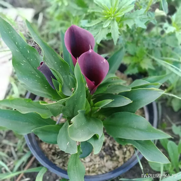 превью изображения отзыва