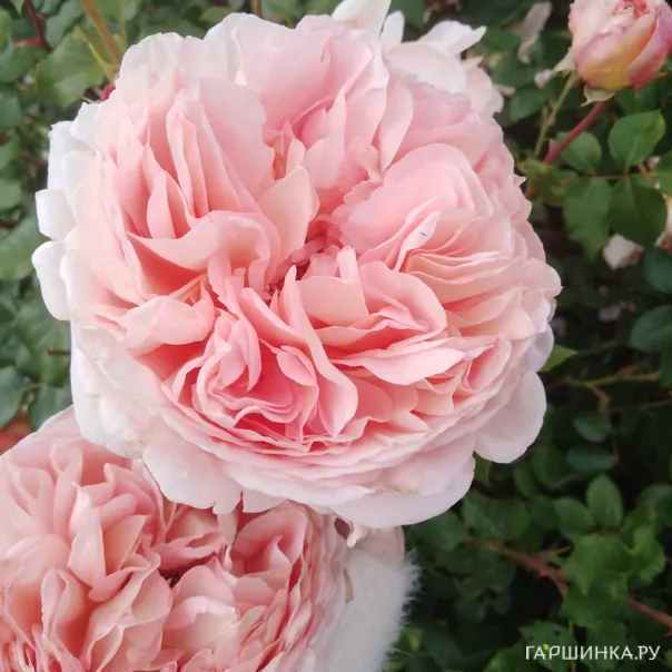 превью изображения отзыва