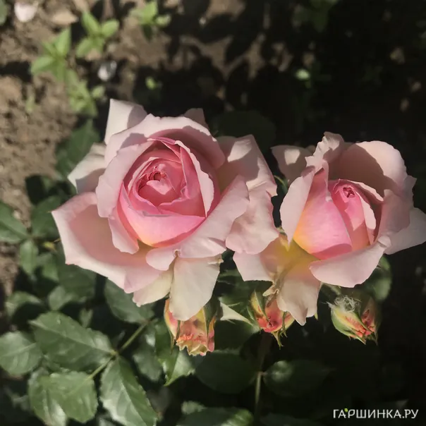 превью изображения отзыва