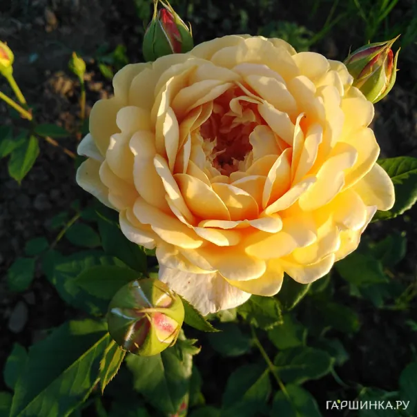 превью изображения отзыва