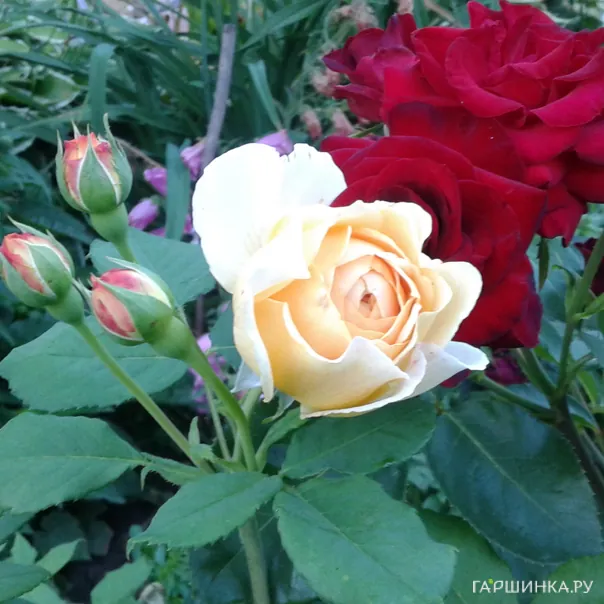 превью изображения отзыва