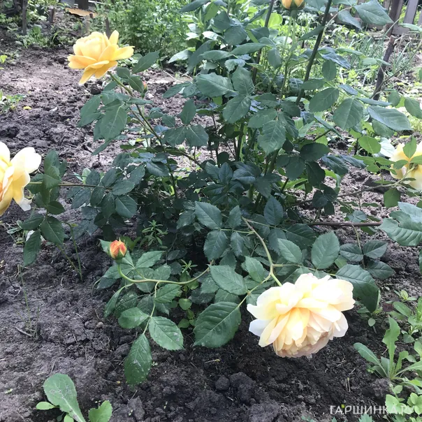 превью изображения отзыва