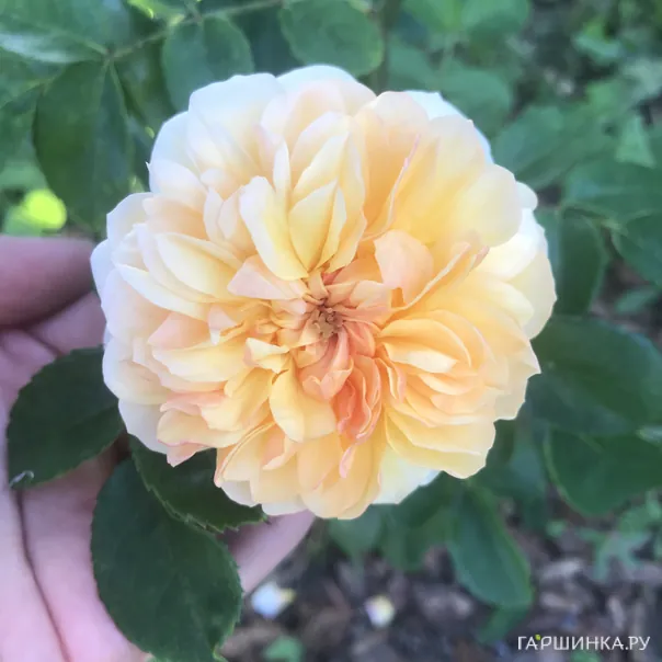 превью изображения отзыва