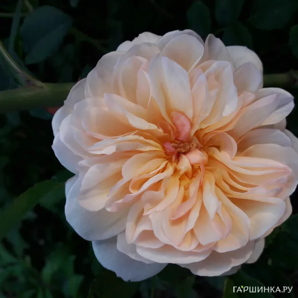 превью изображения отзыва