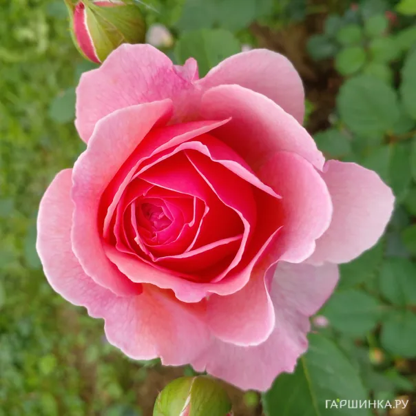 превью изображения отзыва