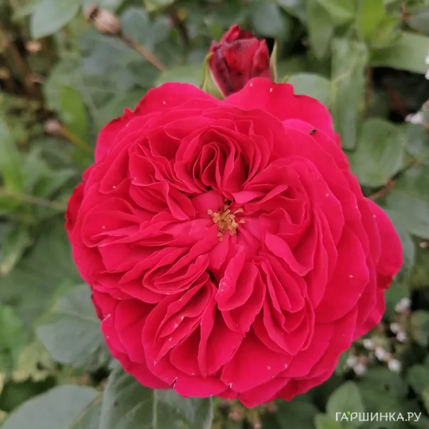 превью изображения отзыва