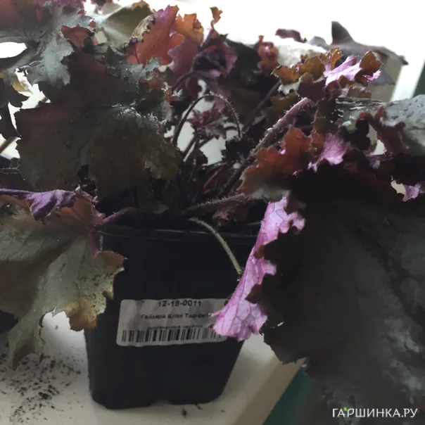 превью изображения отзыва