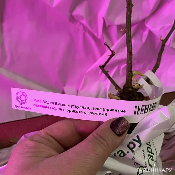 превью изображения отзыва