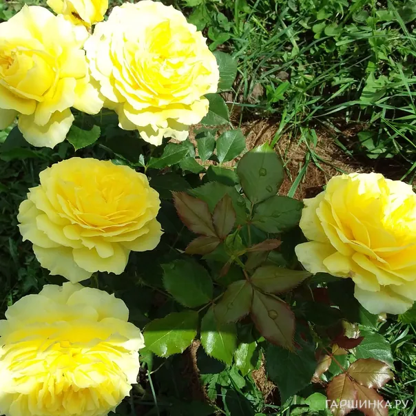 превью изображения отзыва