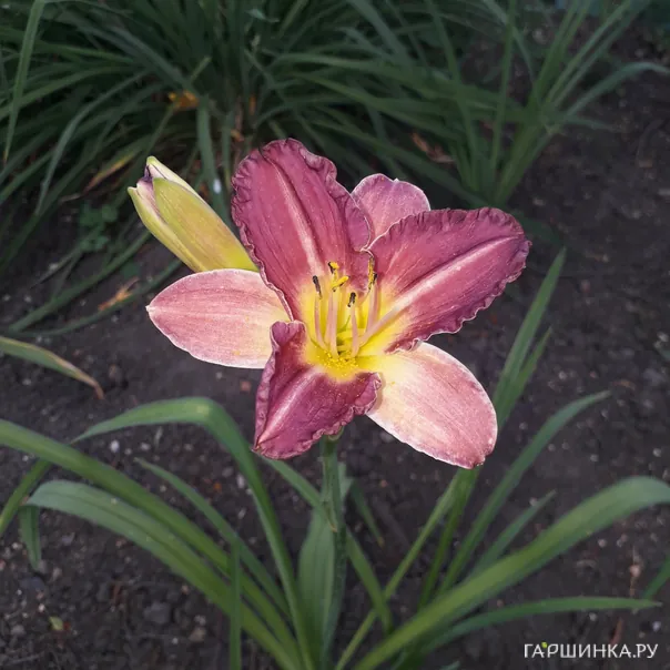 превью изображения отзыва