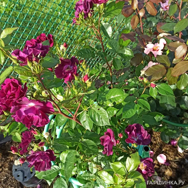 превью изображения отзыва