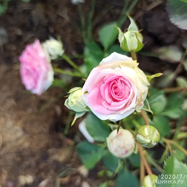 превью изображения отзыва