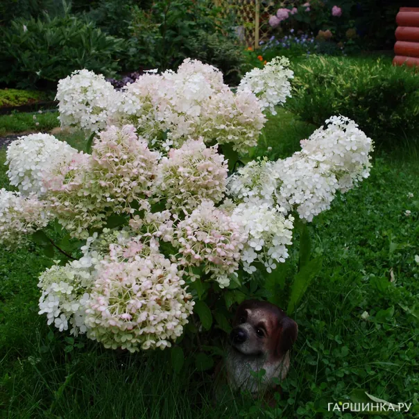 превью изображения отзыва