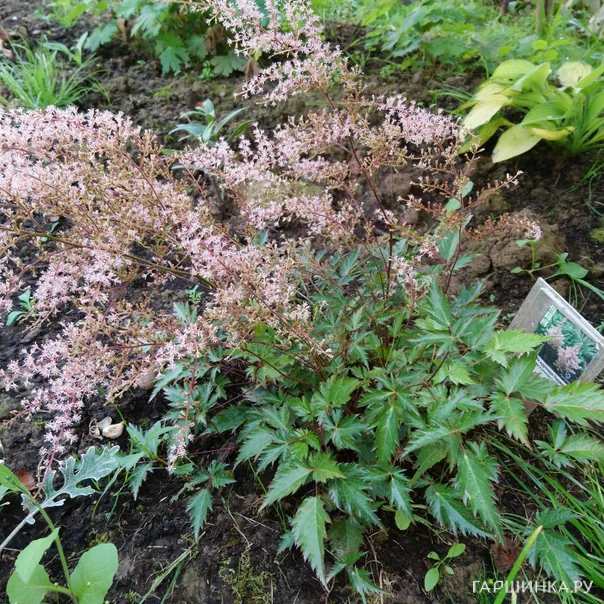 превью изображения отзыва