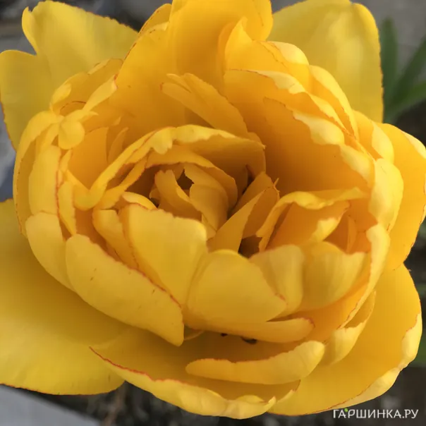 превью изображения отзыва