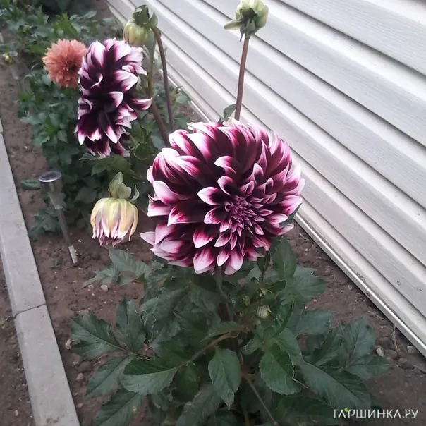 превью изображения отзыва