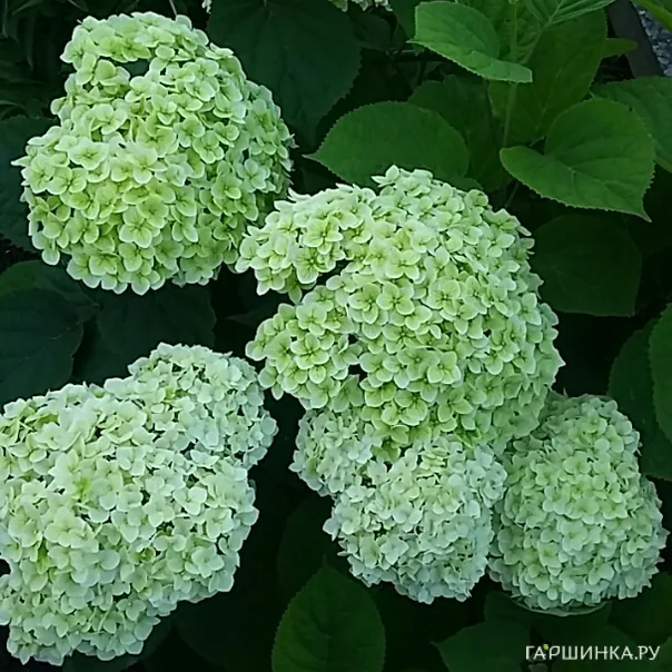 превью изображения отзыва