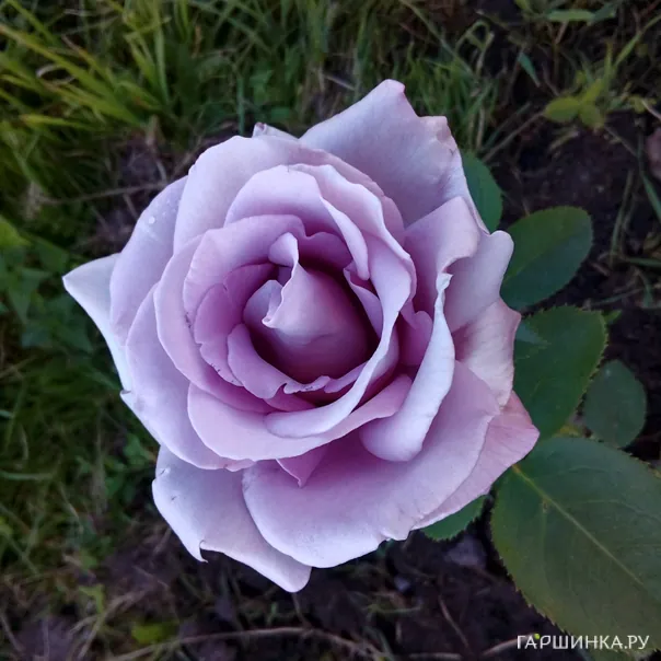 превью изображения отзыва