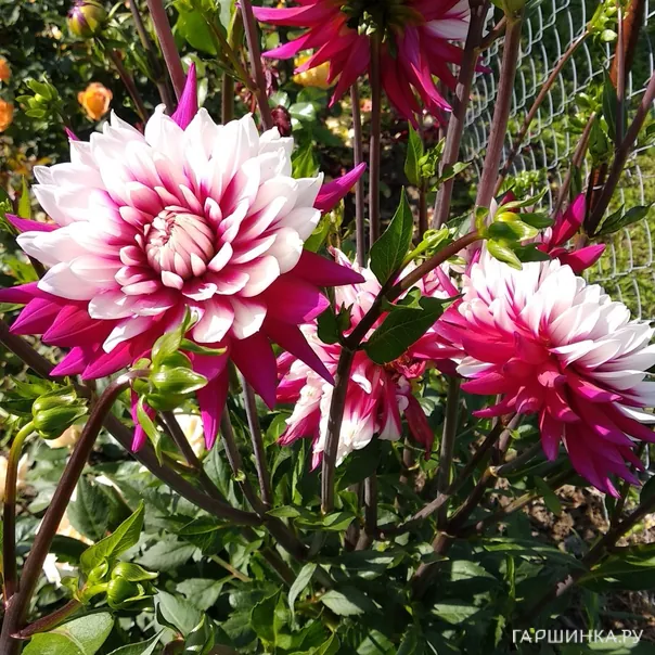 превью изображения отзыва