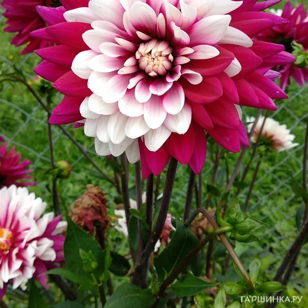 превью изображения отзыва