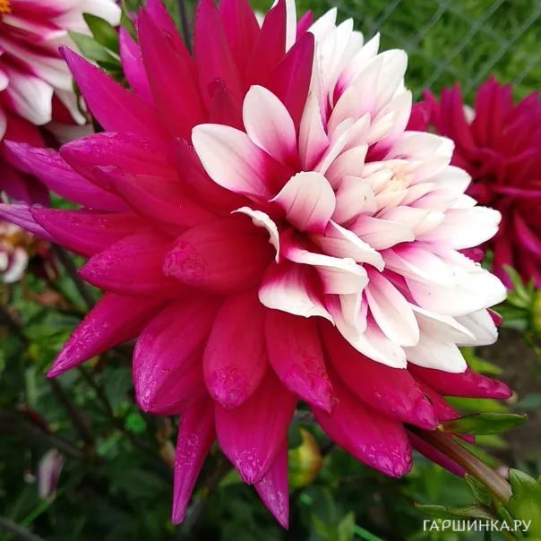 превью изображения отзыва