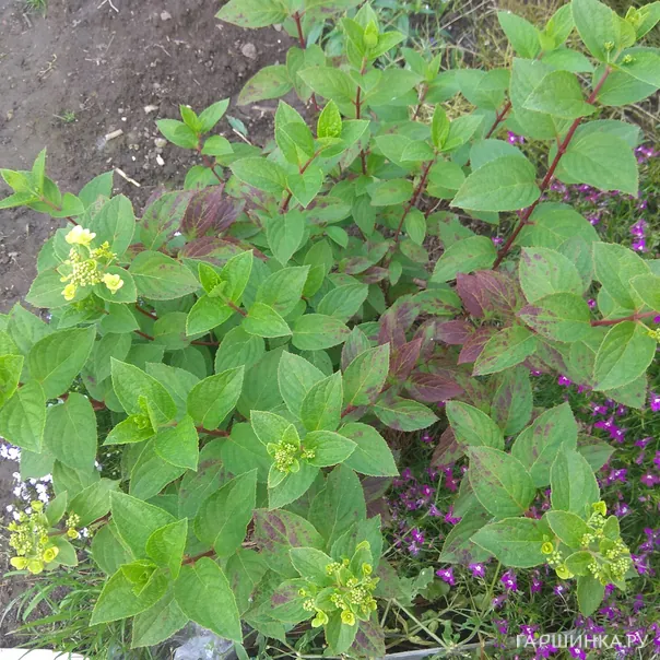 превью изображения отзыва