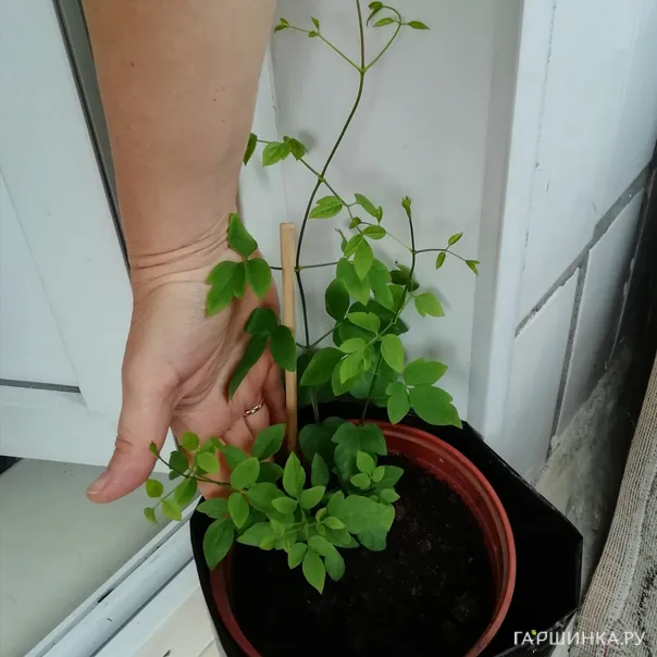 превью изображения отзыва