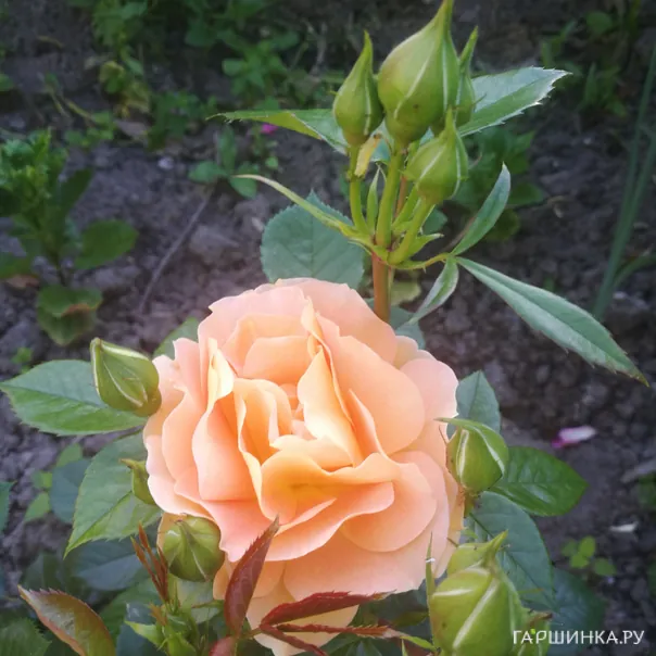 превью изображения отзыва