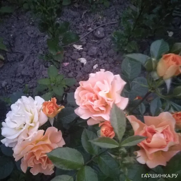 превью изображения отзыва